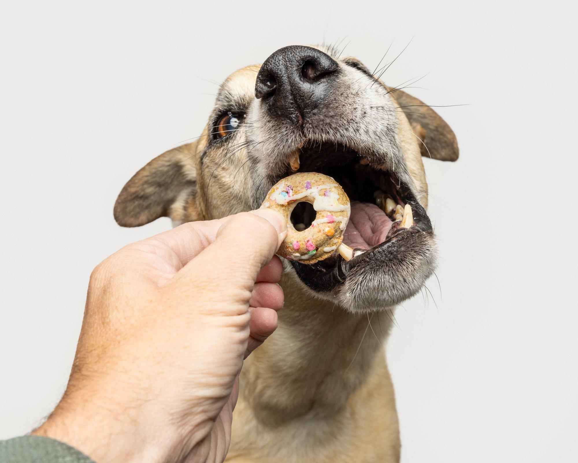 blog — Greg Murray Photography | Cleveland based pet, equine and ...