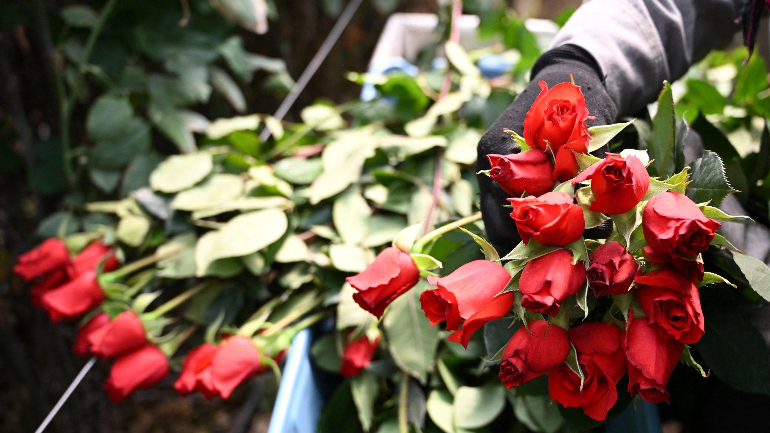 Your Valentine's Day Roses Have a Real Climate and Human Cost ...