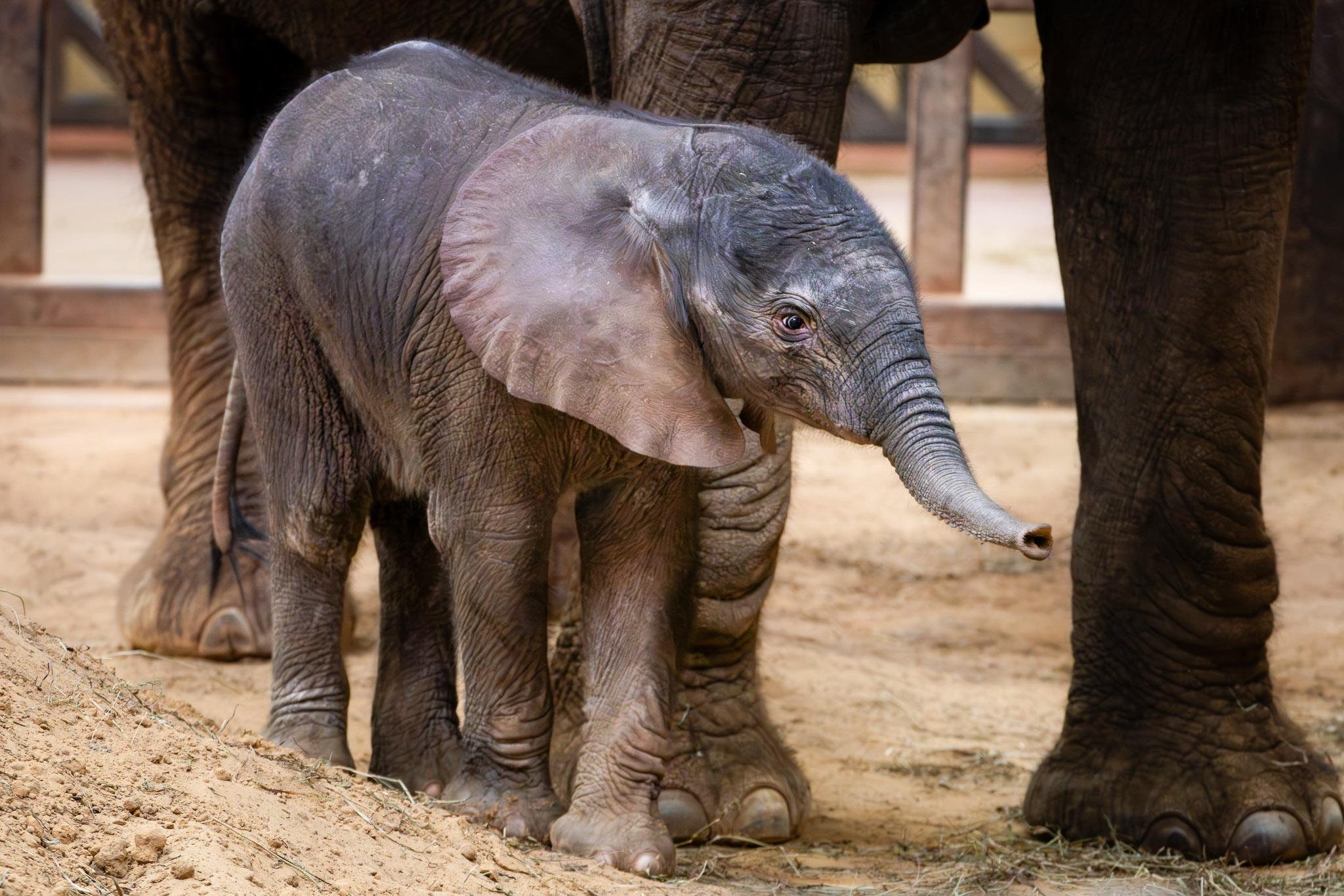 Elephant news from 1 - Elephant News