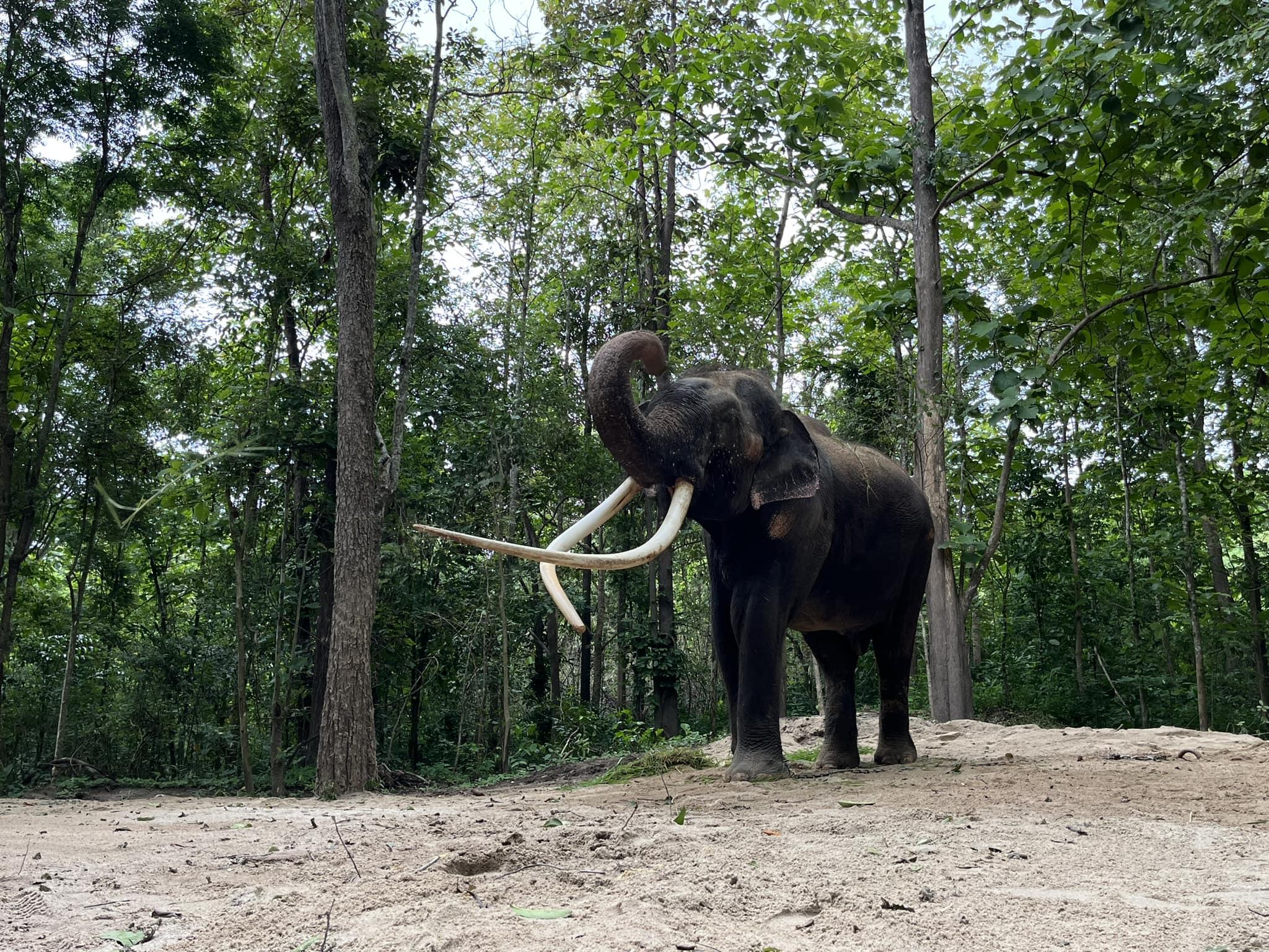 Latest news about elephants from 1 - Elephant News