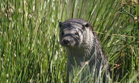 otter, Snape Marshes, Suffolk
