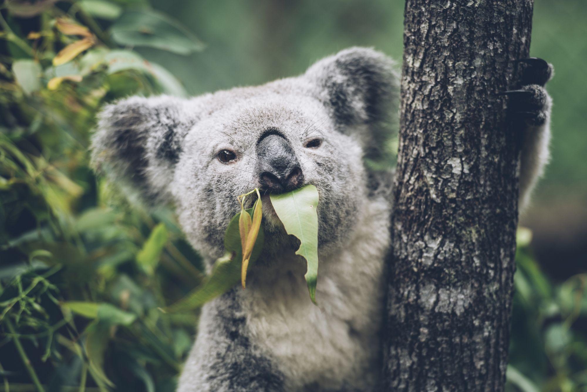 koala