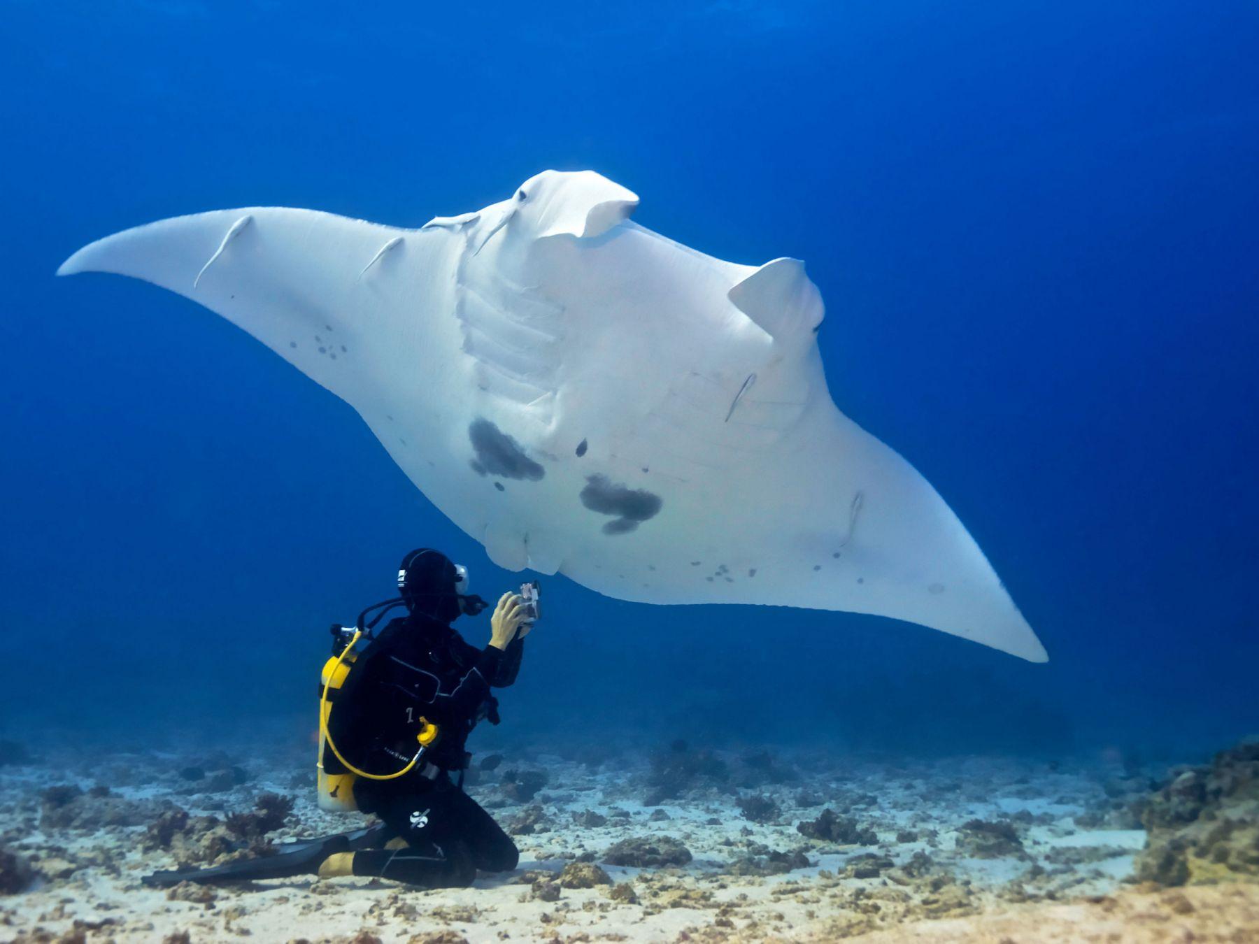 Un incontro ravvicinato con la manta ray