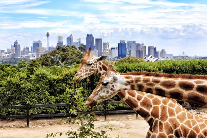 Taronga Zoo in Sydney